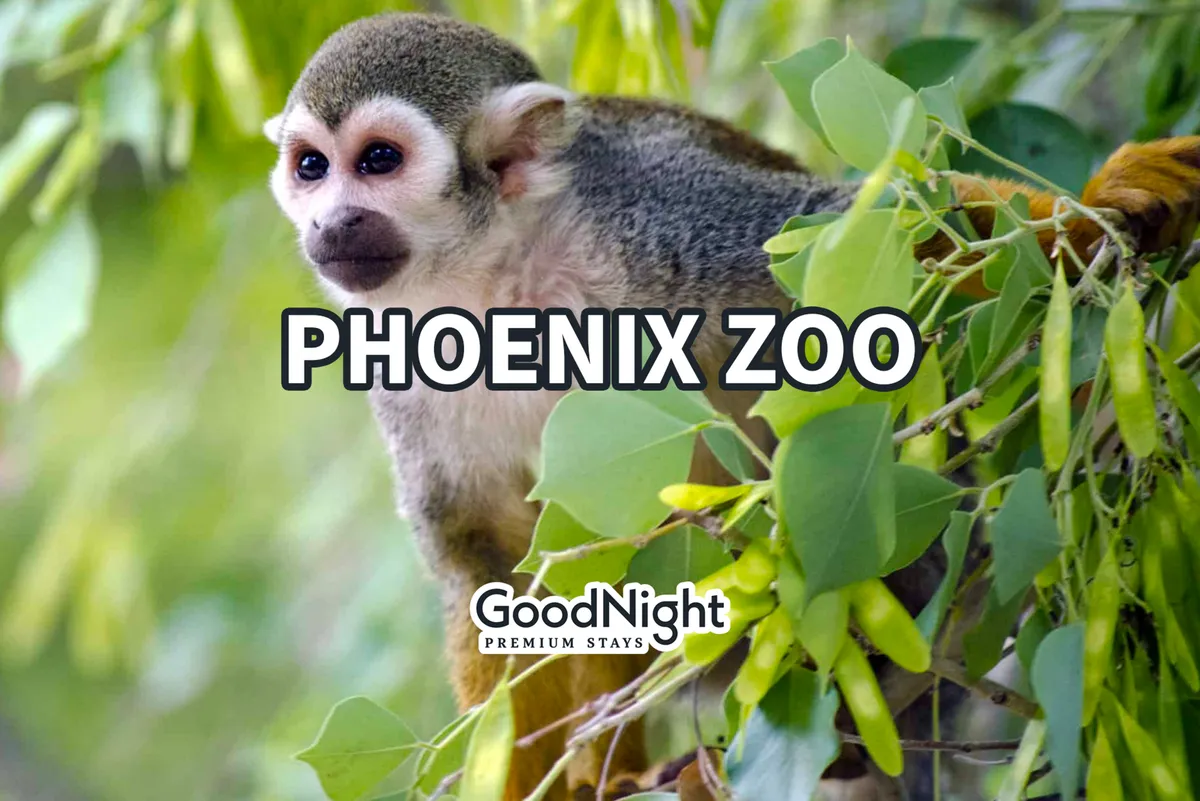A curious squirrel monkey perches on a branch surrounded by lush green foliage, set in a vibrant and immersive zoo environment. The natural habitat is visible, with ample greenery and sunlight highlighting the animal's playfulness and the hands-on, educational experience available at local attractions such as the Phoenix Zoo.